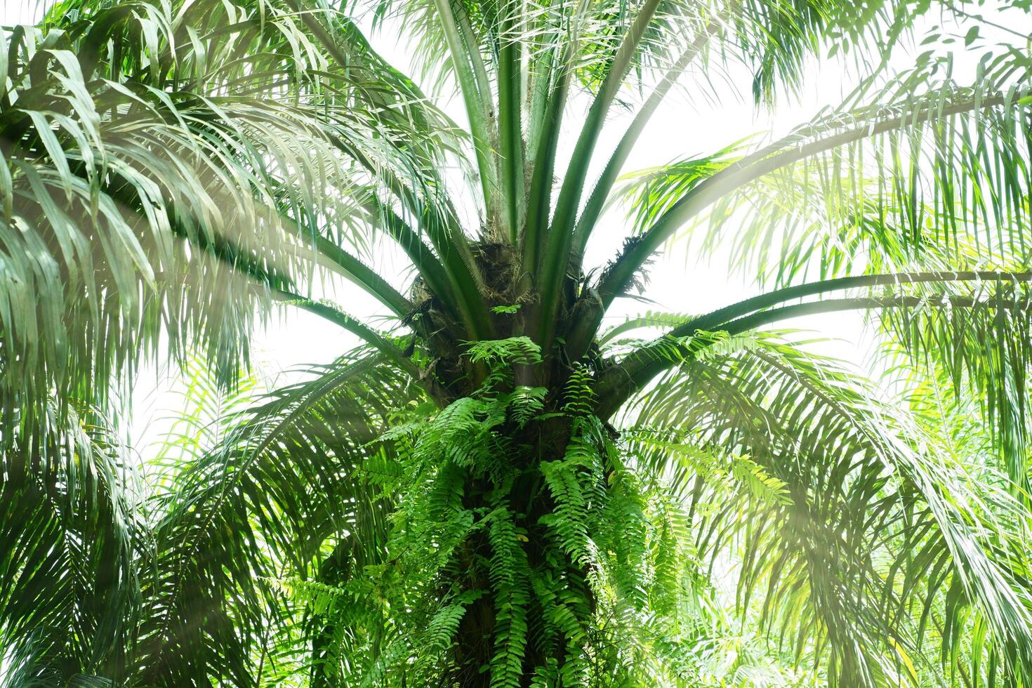 A large palm tree with many leaves photo