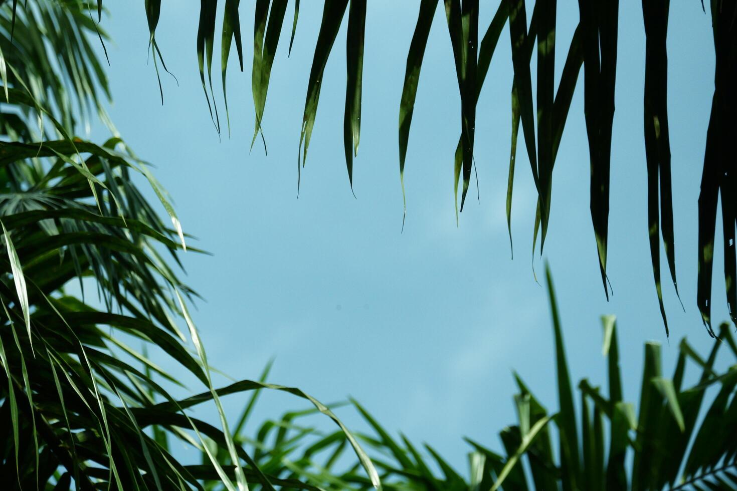 A view of the sky through the leaves of a palm tree photo