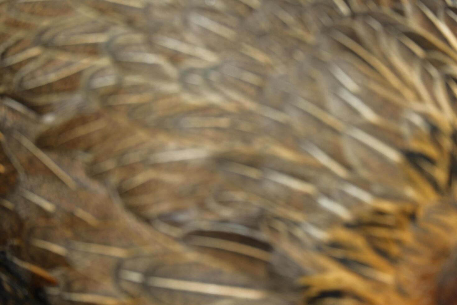 A bird with feathers on its head and body photo