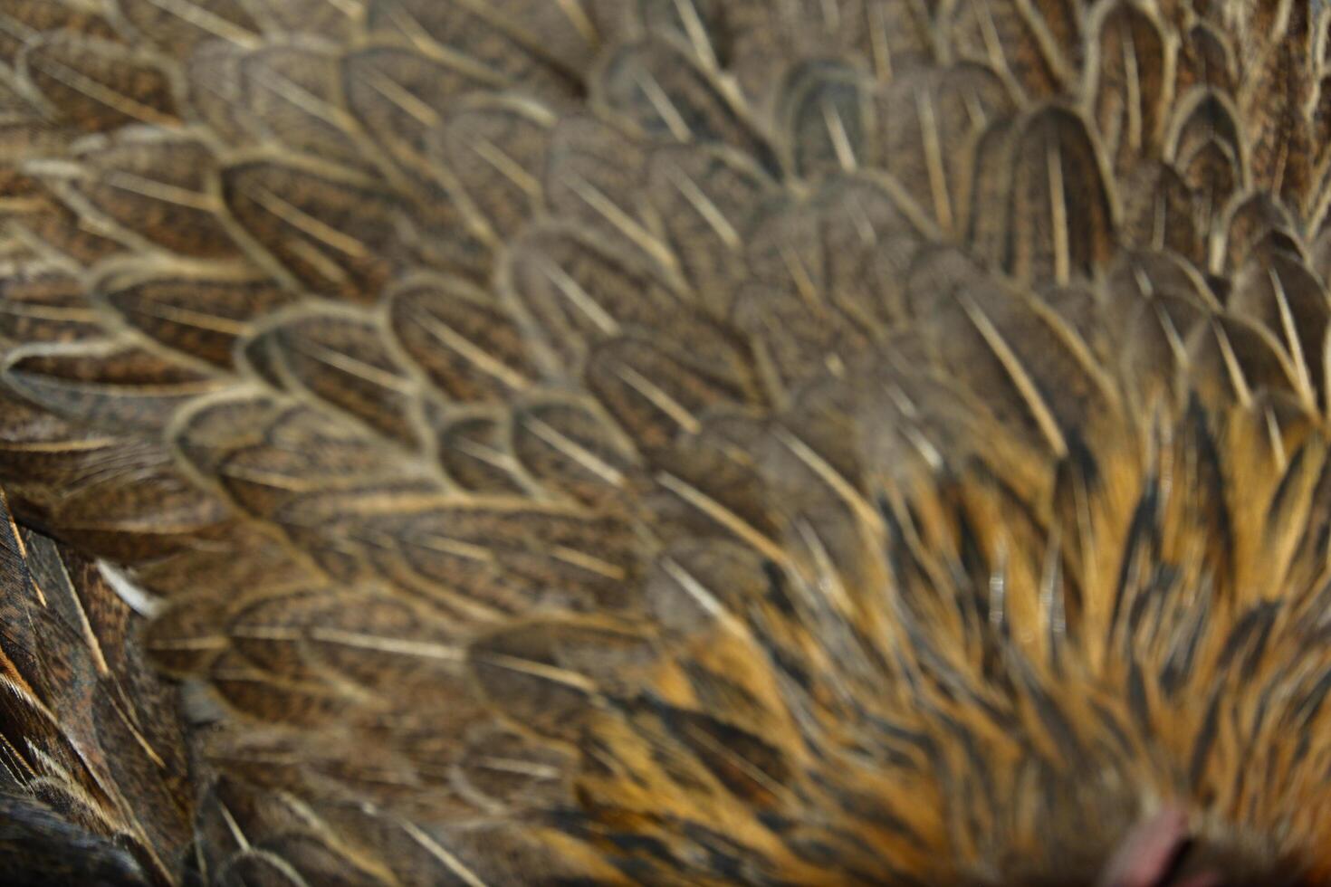 A close up of a bird's feathers for background photo