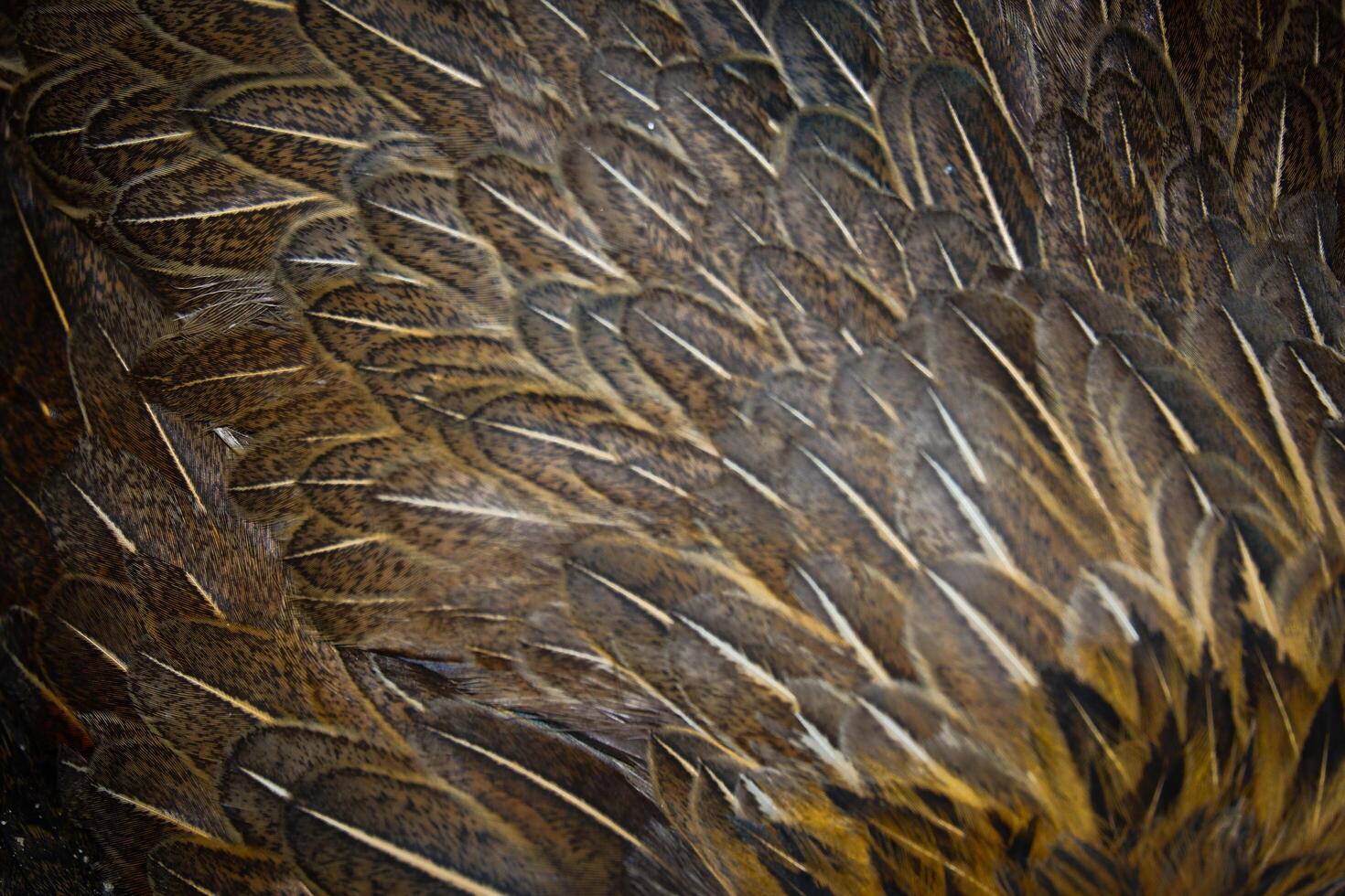 A close up of a bird's feathers photo