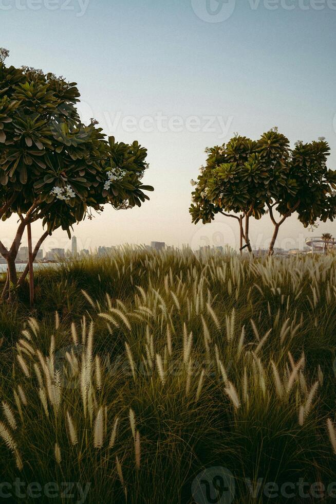 a field of grass with a few trees in it photo