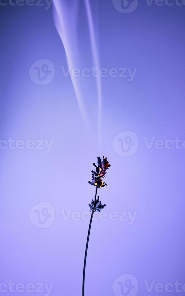 a single flower is in the air photo