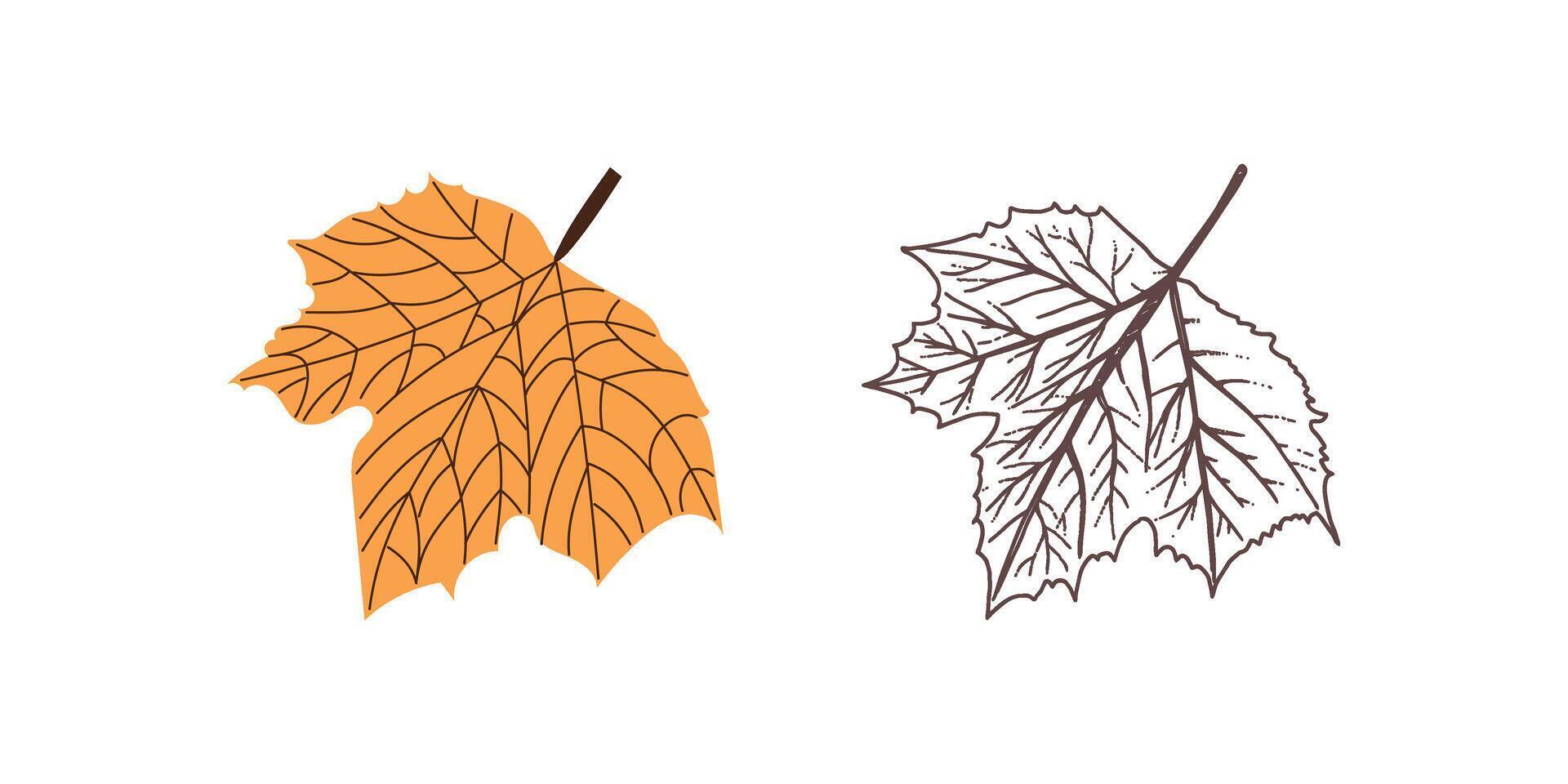Flat and hand drawn style leaf illustration. Vintage sketch element for the design of labels vector