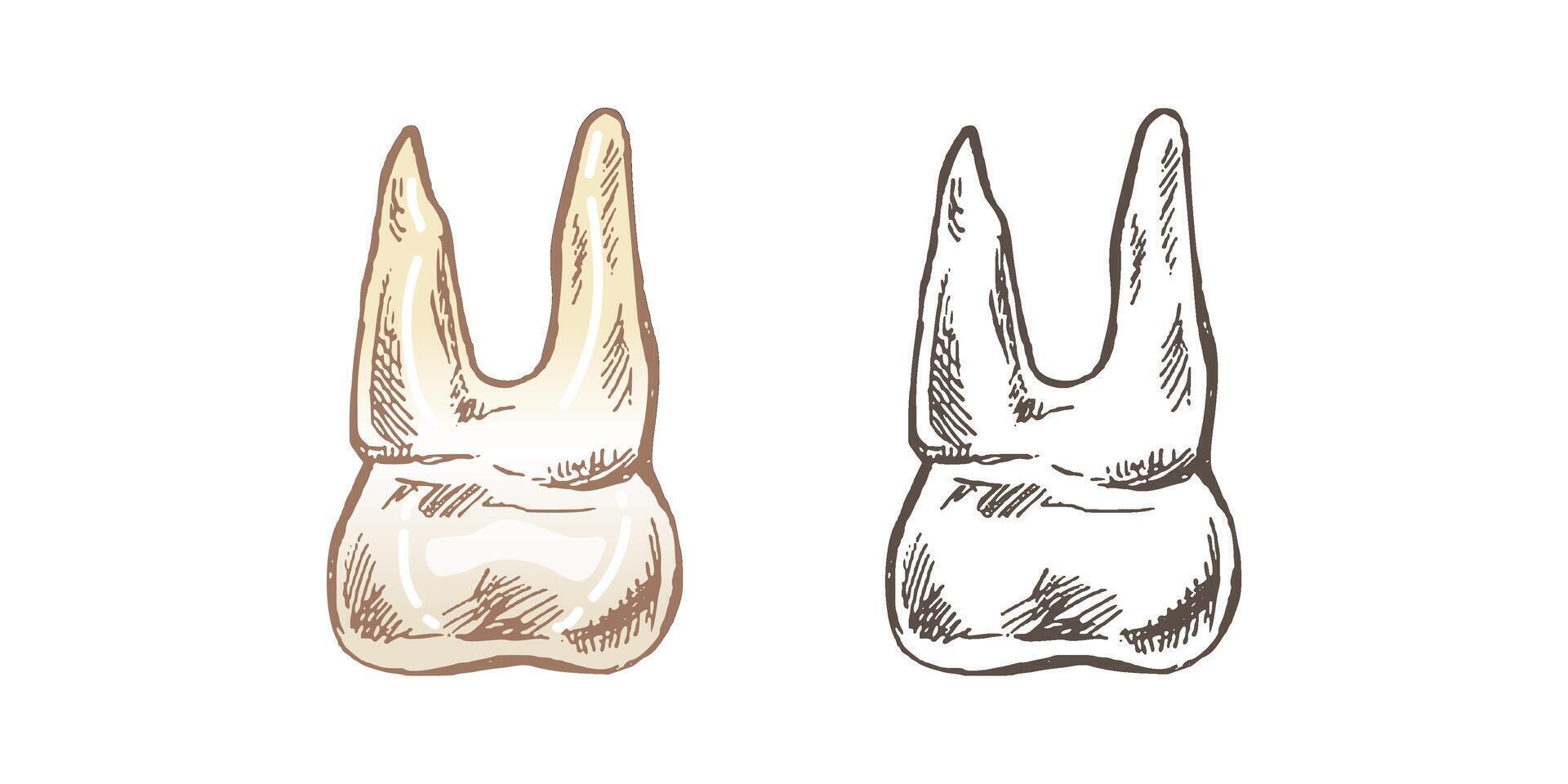 isolated human tooth sketch with roots, hand drawn illustration vector