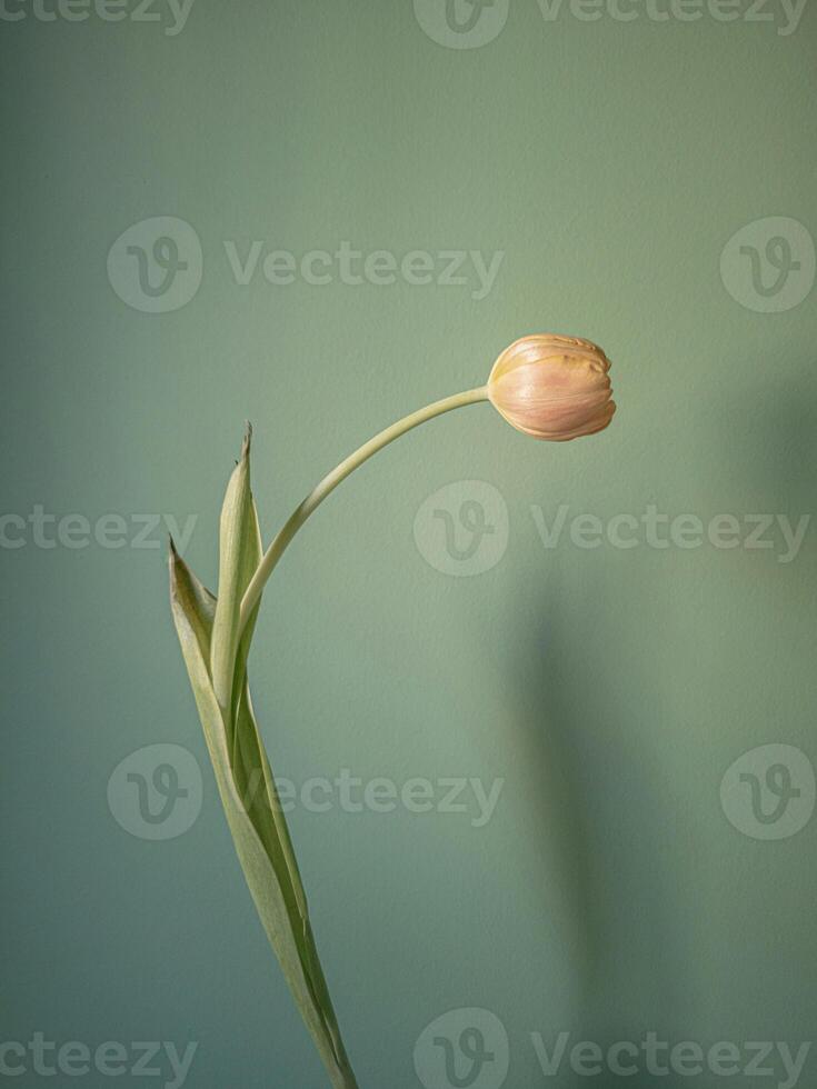 a single yellow tulip is standing in front of a green wall photo