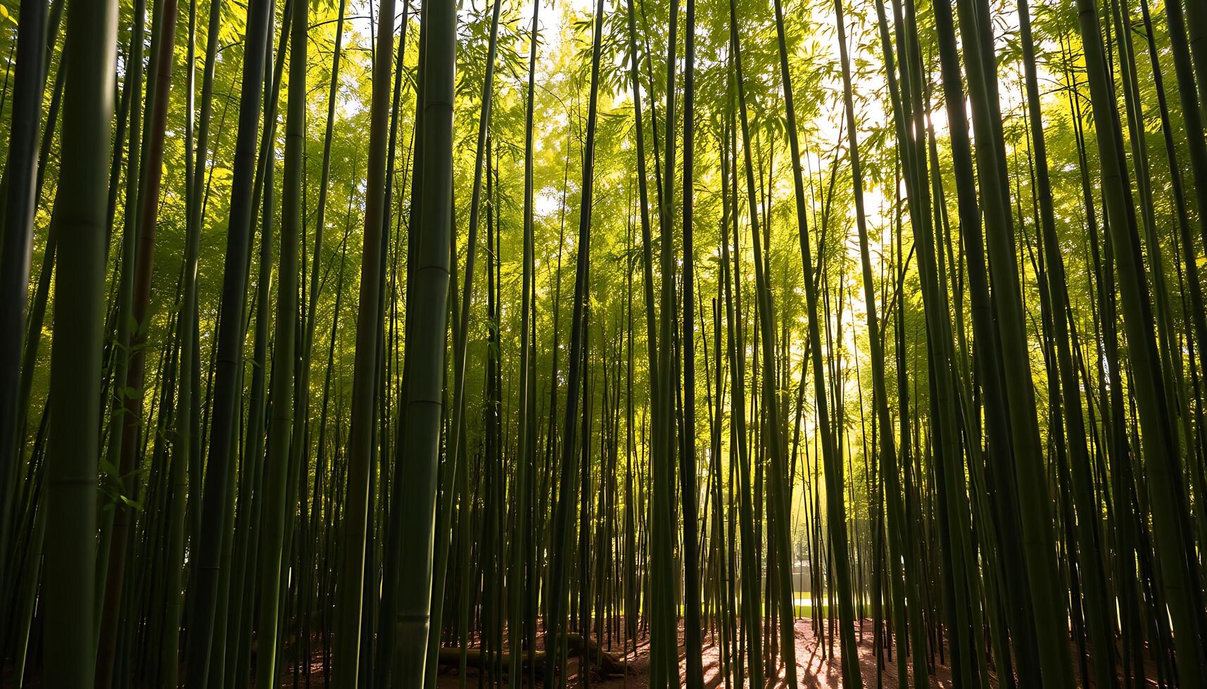 Sunlit Bamboo Forest with Shadows on Ground photo
