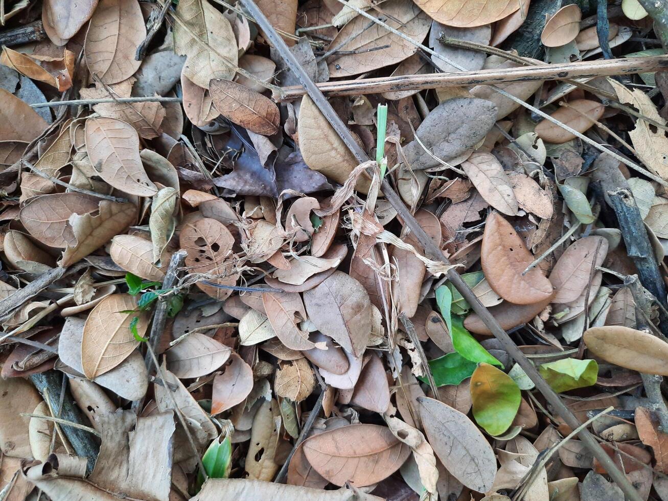 ground with dried leaves photo