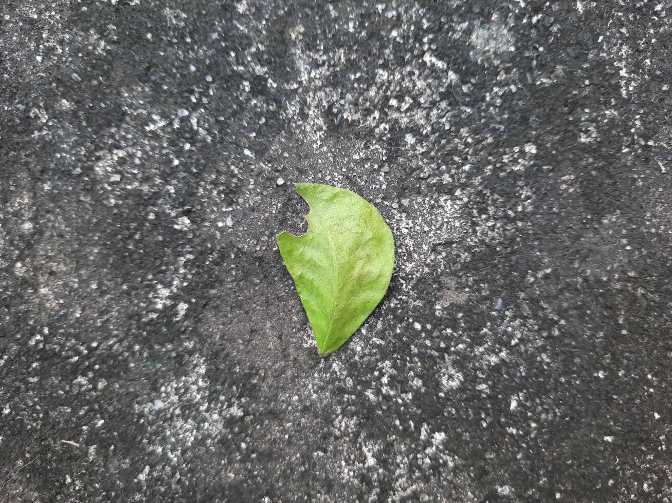 leaf on a concrete ground photo