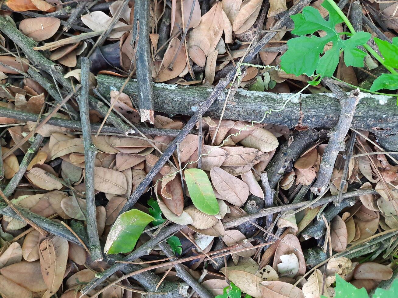 dried leaves and twigs on a ground photo