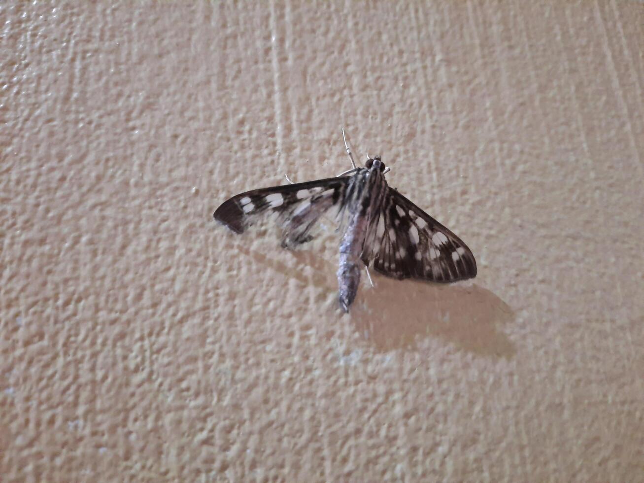 moth on a wall photo