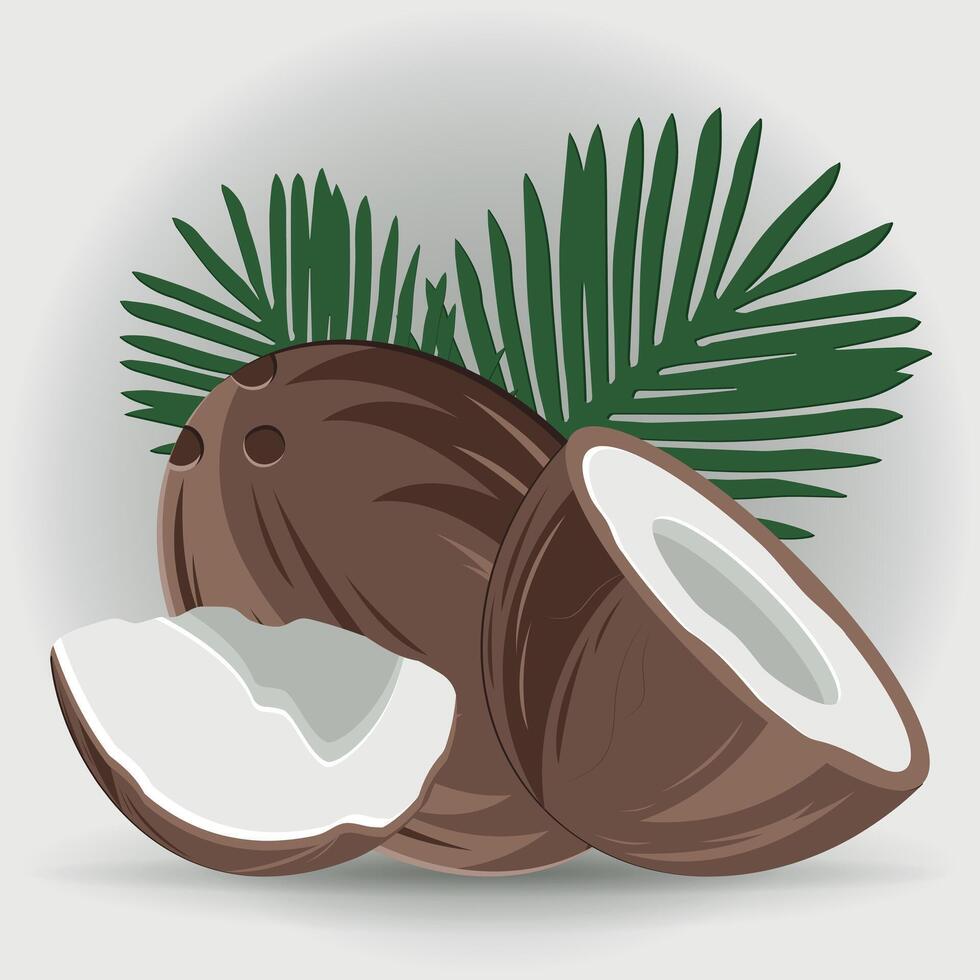 Coconut whole, half, piece vector