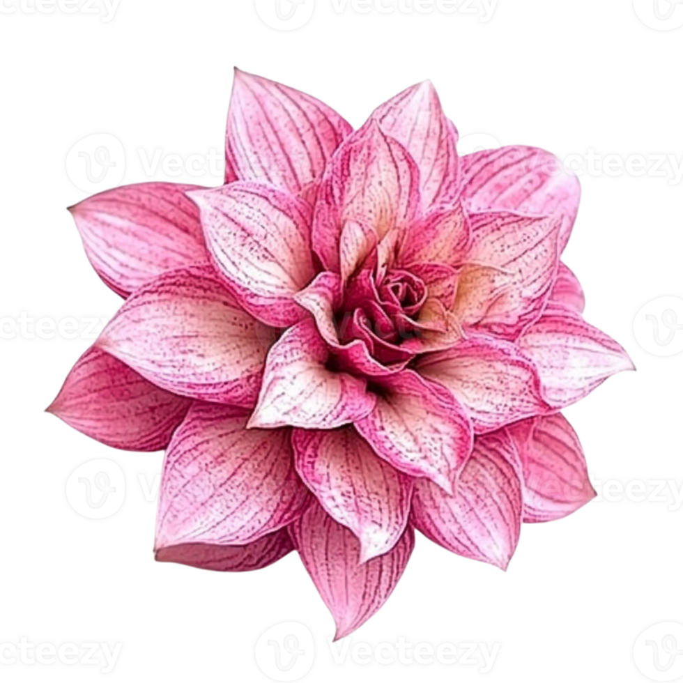 A pink flower isolated on a transparent background png