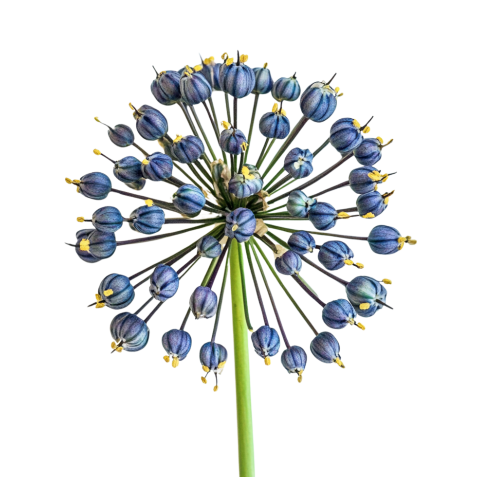 A close up of a flower isolated on a transparent background png