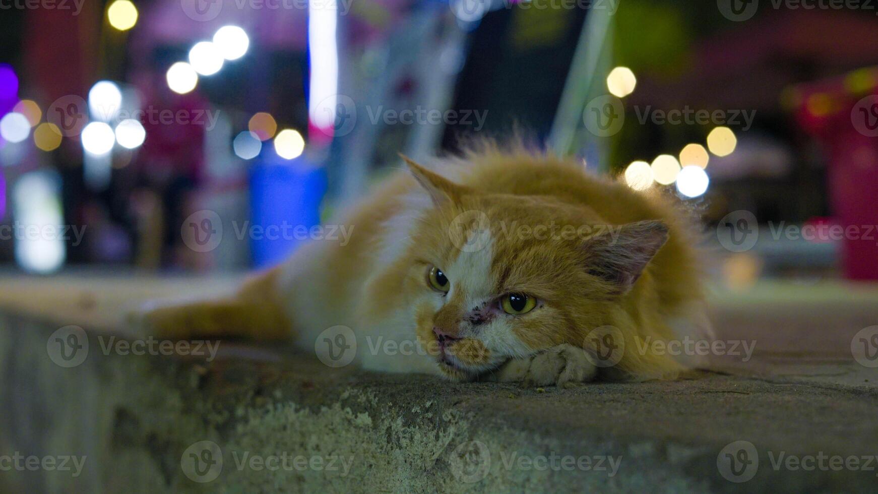 Under the night sky in Gili Trawangan, a street cat relaxes peacefully by the roadside. The soft glow of lights enhances the island's charming evening ambiance. photo