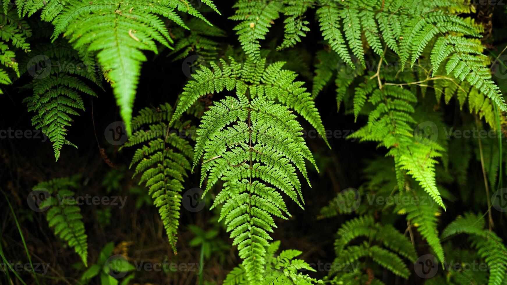 Lush green ferns thrive in Indonesia's wild forests, their unique shapes and vibrant colors creating a fresh and enchanting atmosphere in nature's untouched beauty. photo