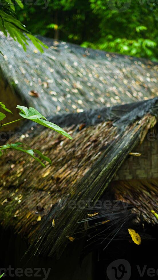The remote Baduy village is a hidden gem, surrounded by lush greenery and dense trees. This tranquil setting offers a glimpse into a unique culture, photo