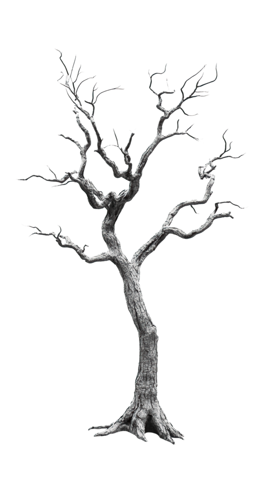 dead tree trunk in transparent background png
