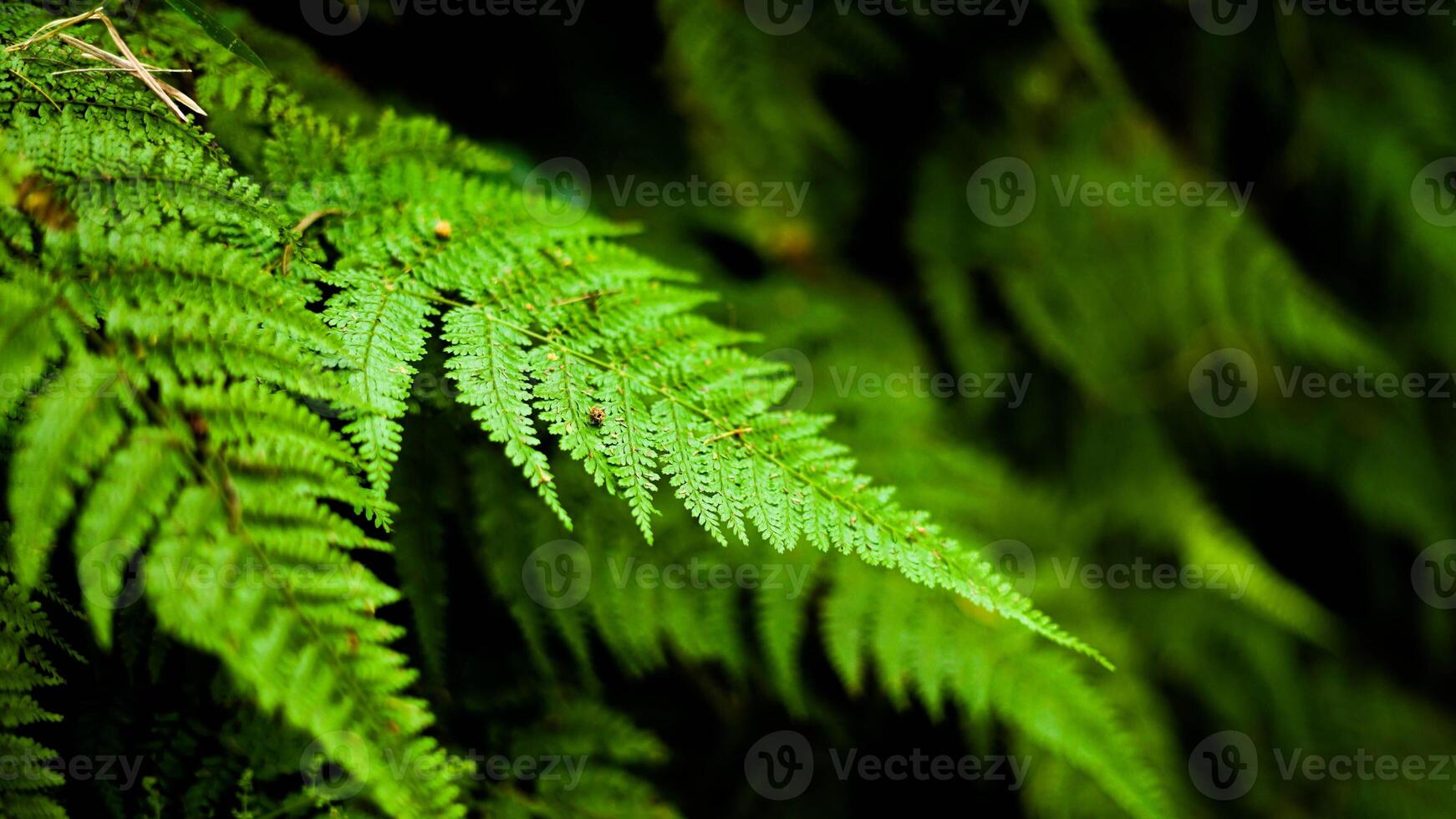 Lush green ferns thrive in Indonesia's wild forests, their unique shapes and vibrant colors creating a fresh and enchanting atmosphere in nature's untouched beauty. photo