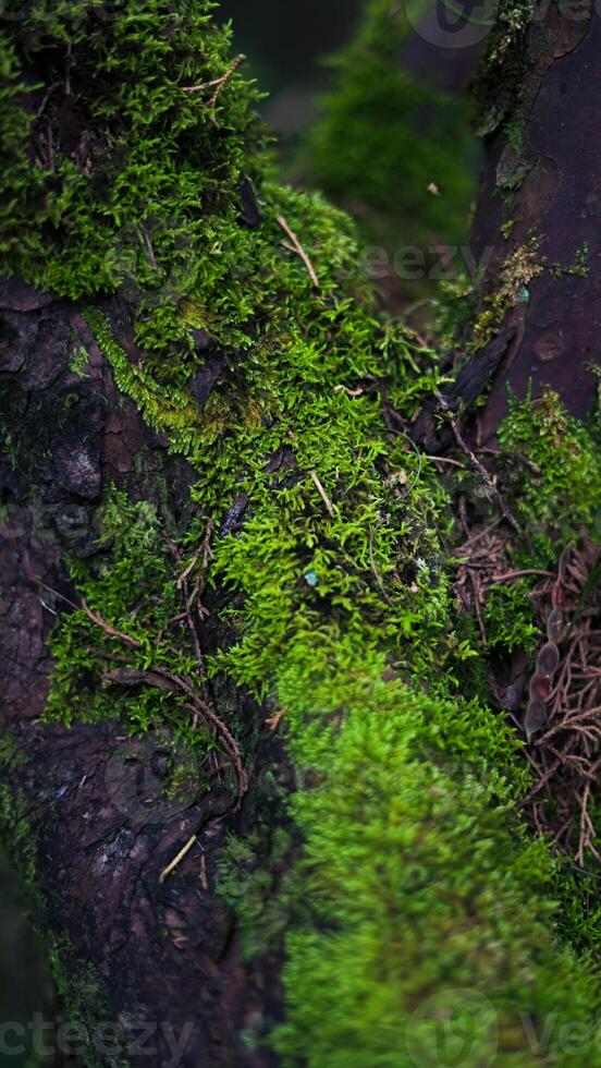 Lush green ferns thrive in Indonesia's wild forests, their unique shapes and vibrant colors creating a fresh and enchanting atmosphere in nature's untouched beauty. photo