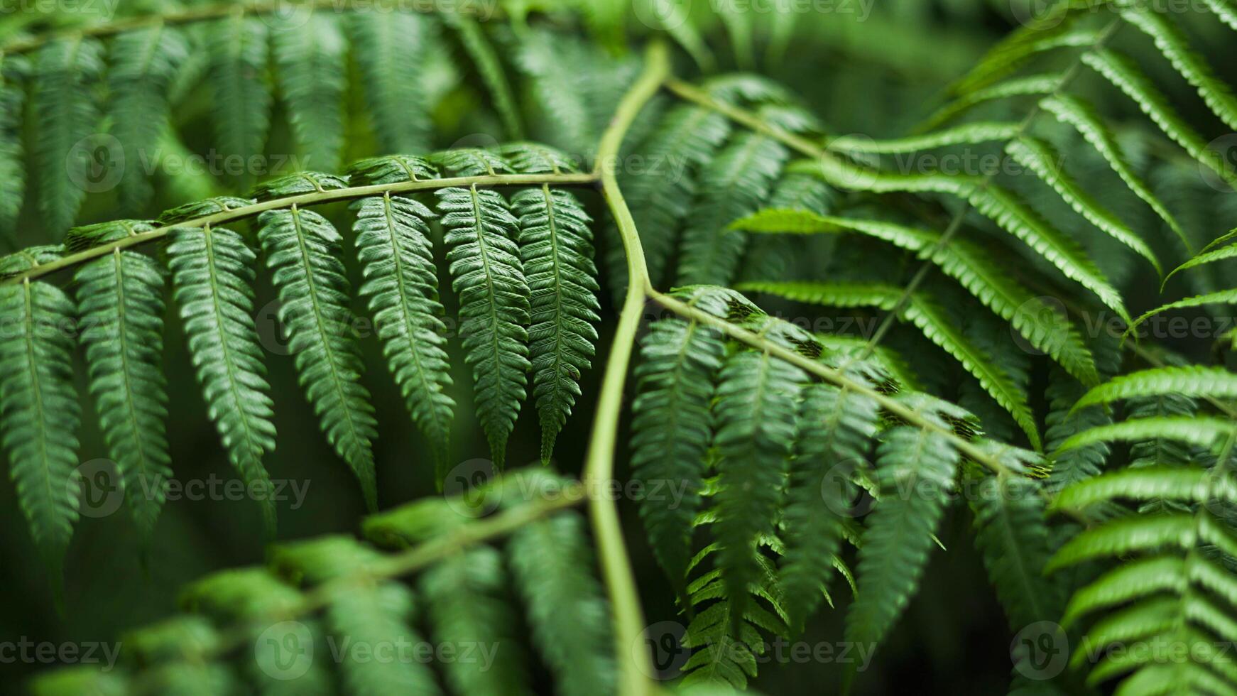 Lush green ferns thrive in Indonesia's wild forests, their unique shapes and vibrant colors creating a fresh and enchanting atmosphere in nature's untouched beauty. photo
