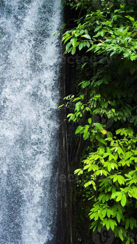 Aerial view a hidden waterfall in Bali cascades powerfully, surrounded by lush green plants. This serene oasis invites visitors to experience nature's beauty and tranquility. photo