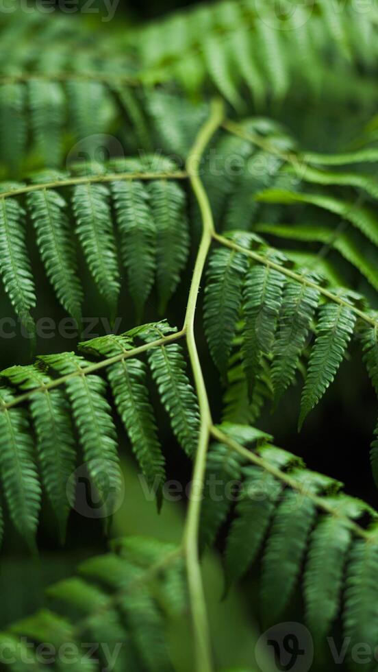 Lush green ferns thrive in Indonesia's wild forests, their unique shapes and vibrant colors creating a fresh and enchanting atmosphere in nature's untouched beauty. photo