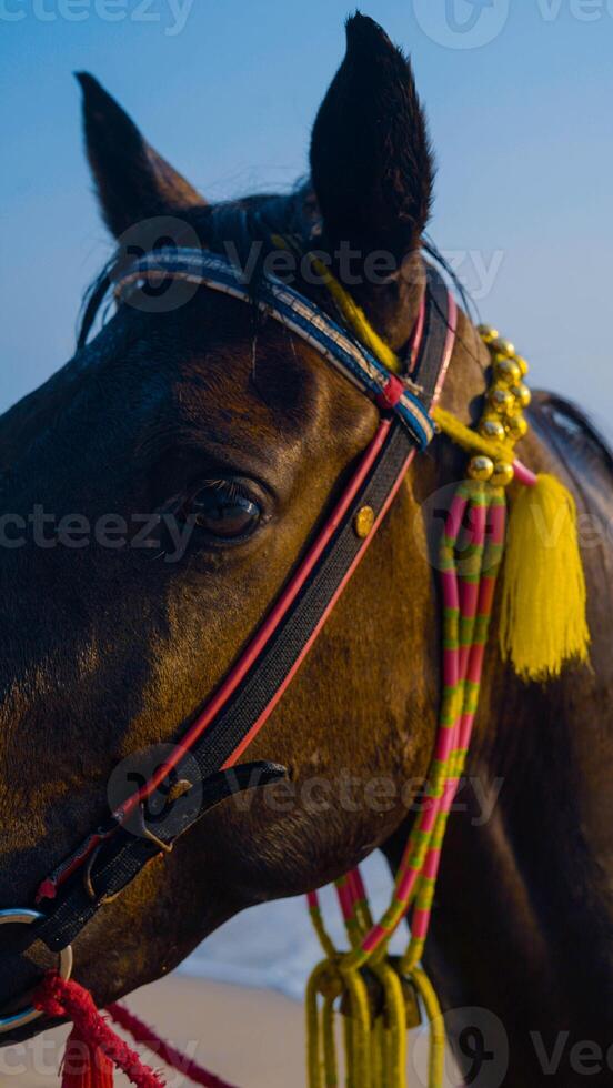 Man riding on a brown galloping horse in the sea waters of Bali Beach against a rough sea photo