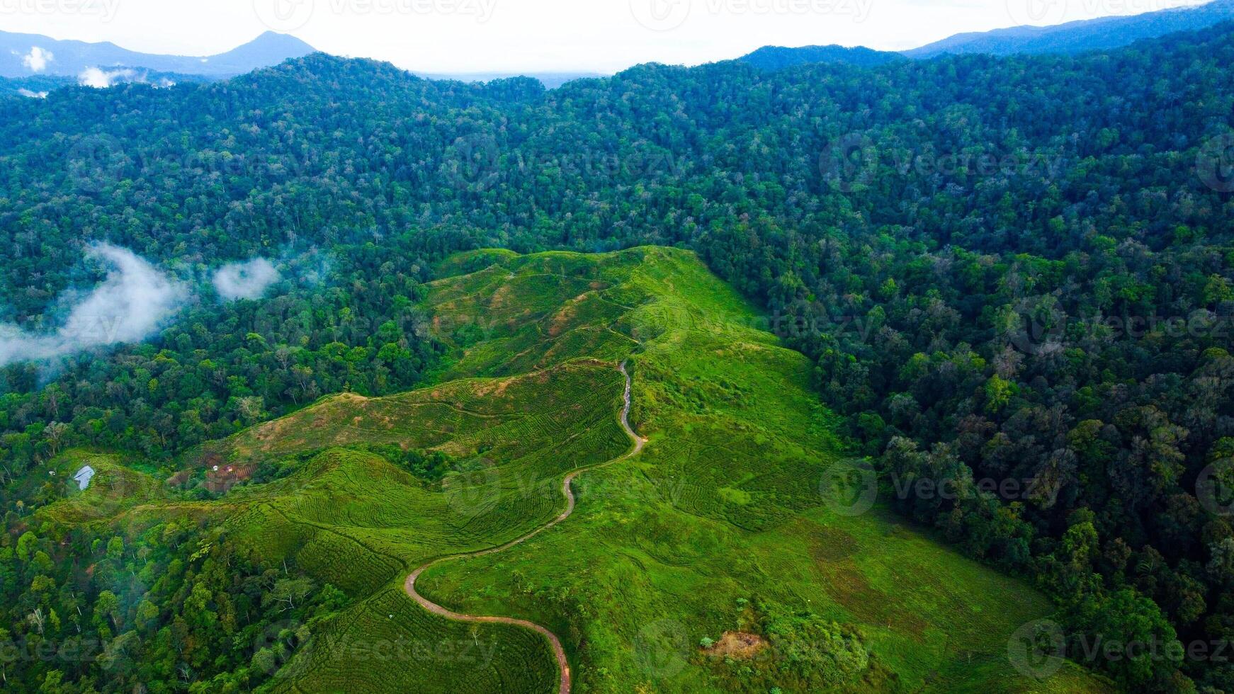 The expansive Kayu Aro tea garden, located at the foot of Mount Kerinci, spans over 2,500 hectares at 1,600 meters above sea level, ready for harvest under a bright blue sky photo