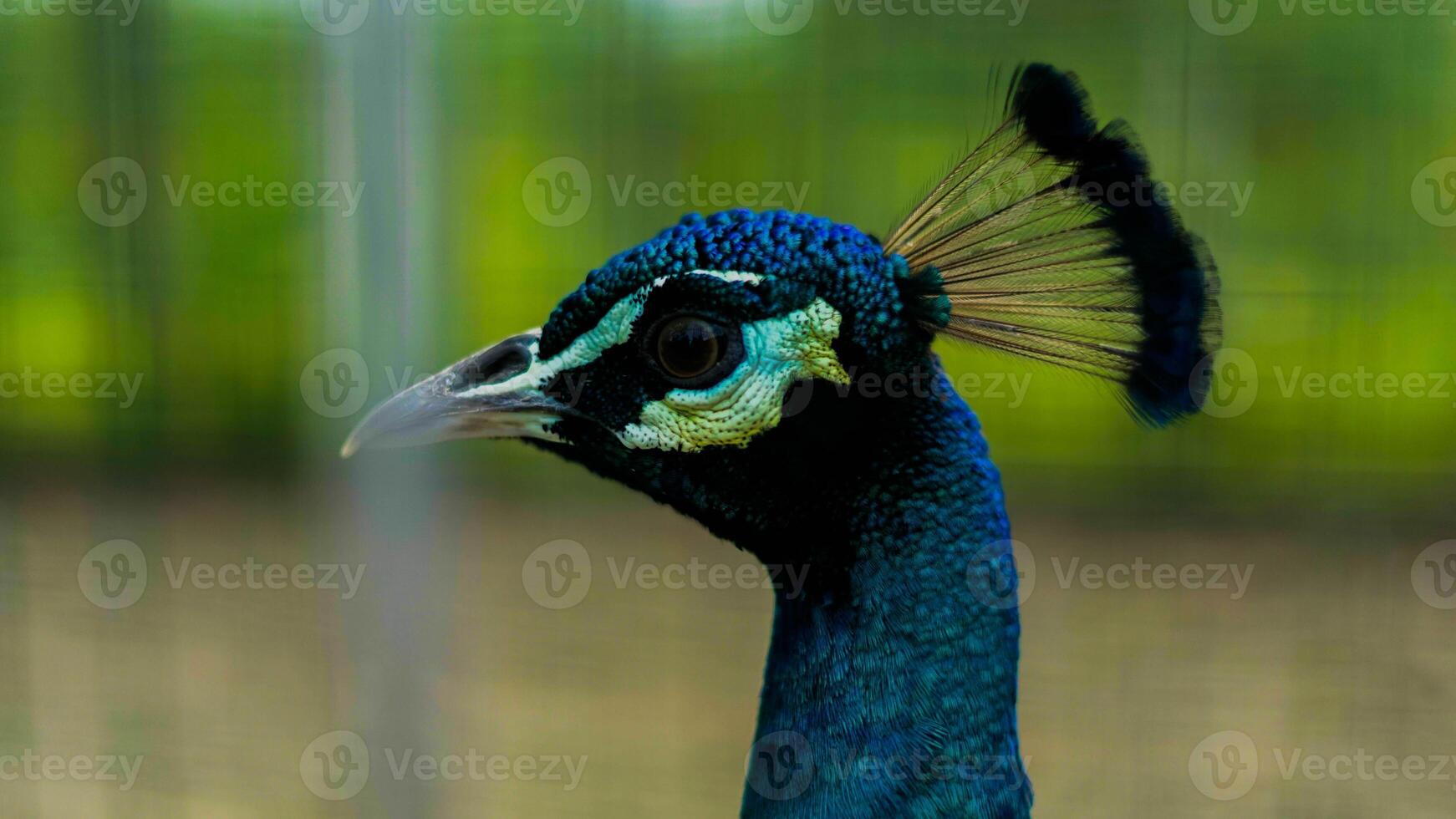 A peacock in the Baduy region showcases stunning blue and green feathers. Its vibrant colors enhance the beauty of this serene, untouched wilderness. photo
