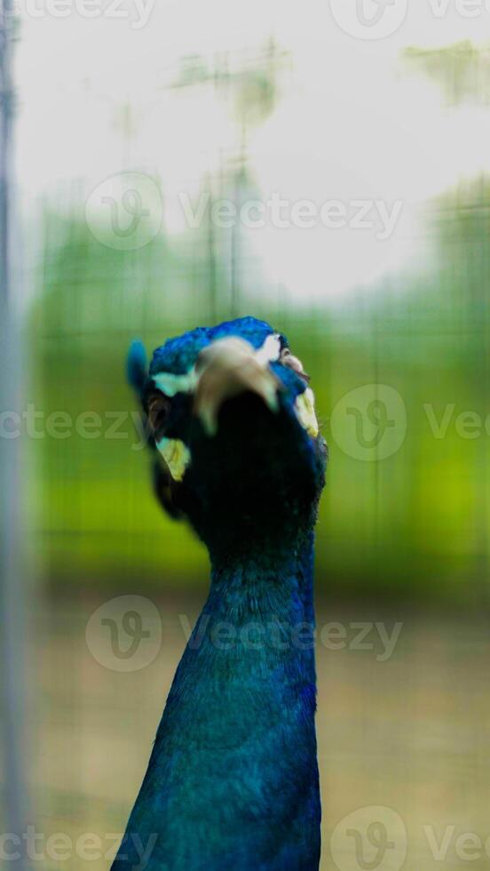 A peacock in the Baduy region showcases stunning blue and green feathers. Its vibrant colors enhance the beauty of this serene, untouched wilderness. photo