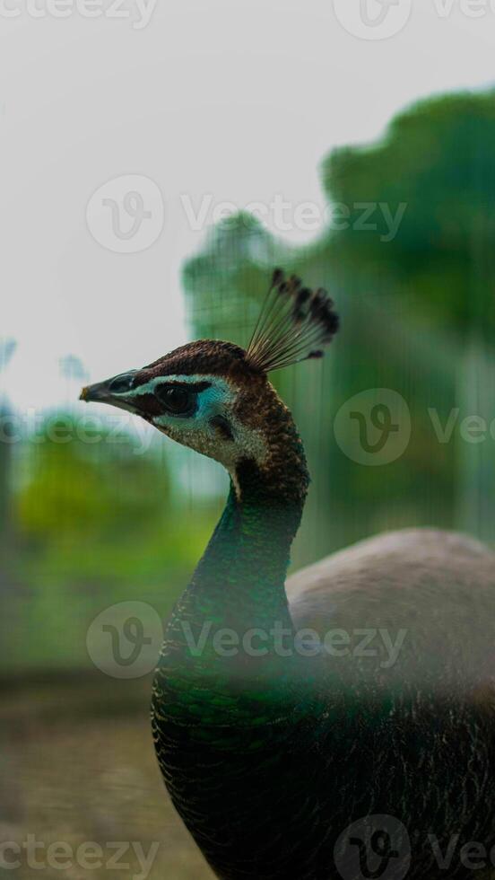 A peacock in the Baduy region showcases stunning blue and green feathers. Its vibrant colors enhance the beauty of this serene, untouched wilderness. photo