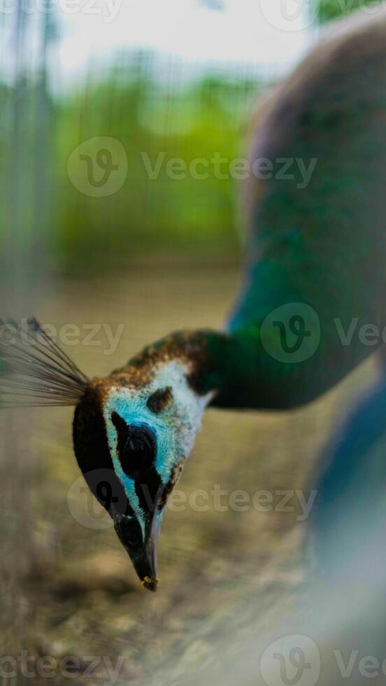 A peacock in the Baduy region showcases stunning blue and green feathers. Its vibrant colors enhance the beauty of this serene, untouched wilderness. photo