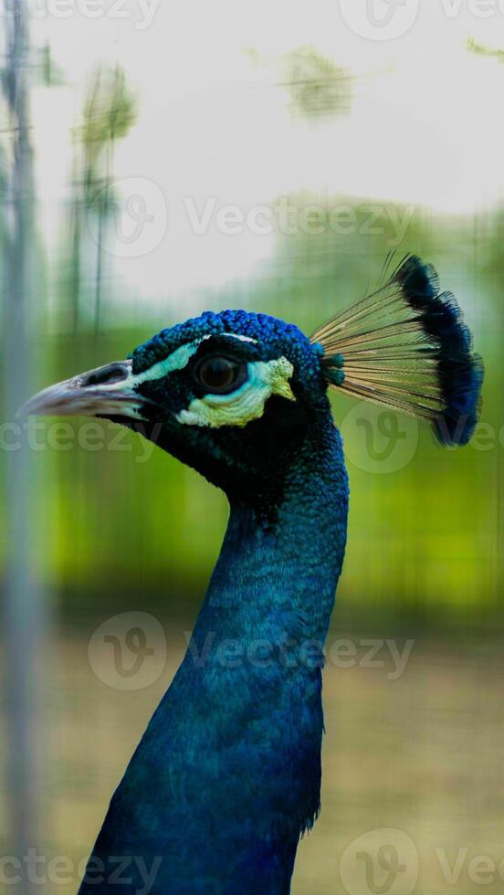 A peacock in the Baduy region showcases stunning blue and green feathers. Its vibrant colors enhance the beauty of this serene, untouched wilderness. photo