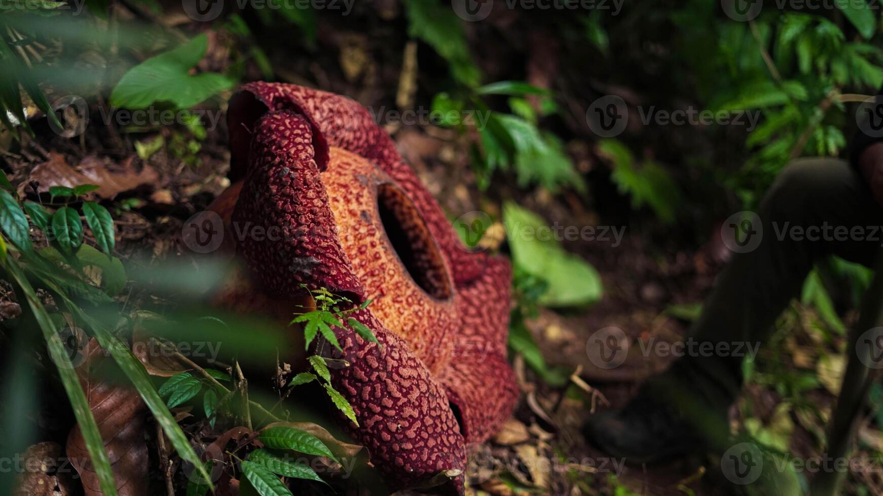The biggest reflesia arnoldii flower, Rafflesia arnoldii is one of the rare flora in Indonesia. This flower has a distinctive foul odor which is useful in the pollination process. photo