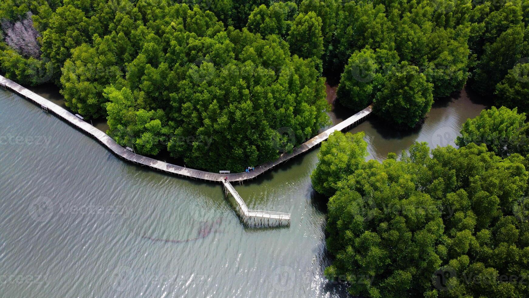 Aerial view of green mangrove forest in tropical rainforest, mangrove landscape, Ecosystem and nature concept. High quality 4k recording. green background photo