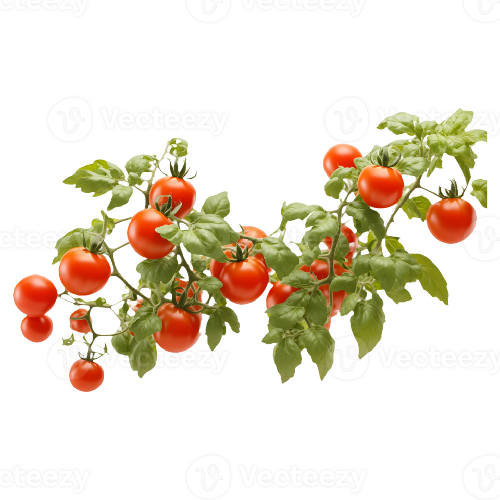 Tomato Plant Branch with Red Ripe Tomatoes and Green Leaves, Ideal for Gardening Enthusiasts and Product Marketing png