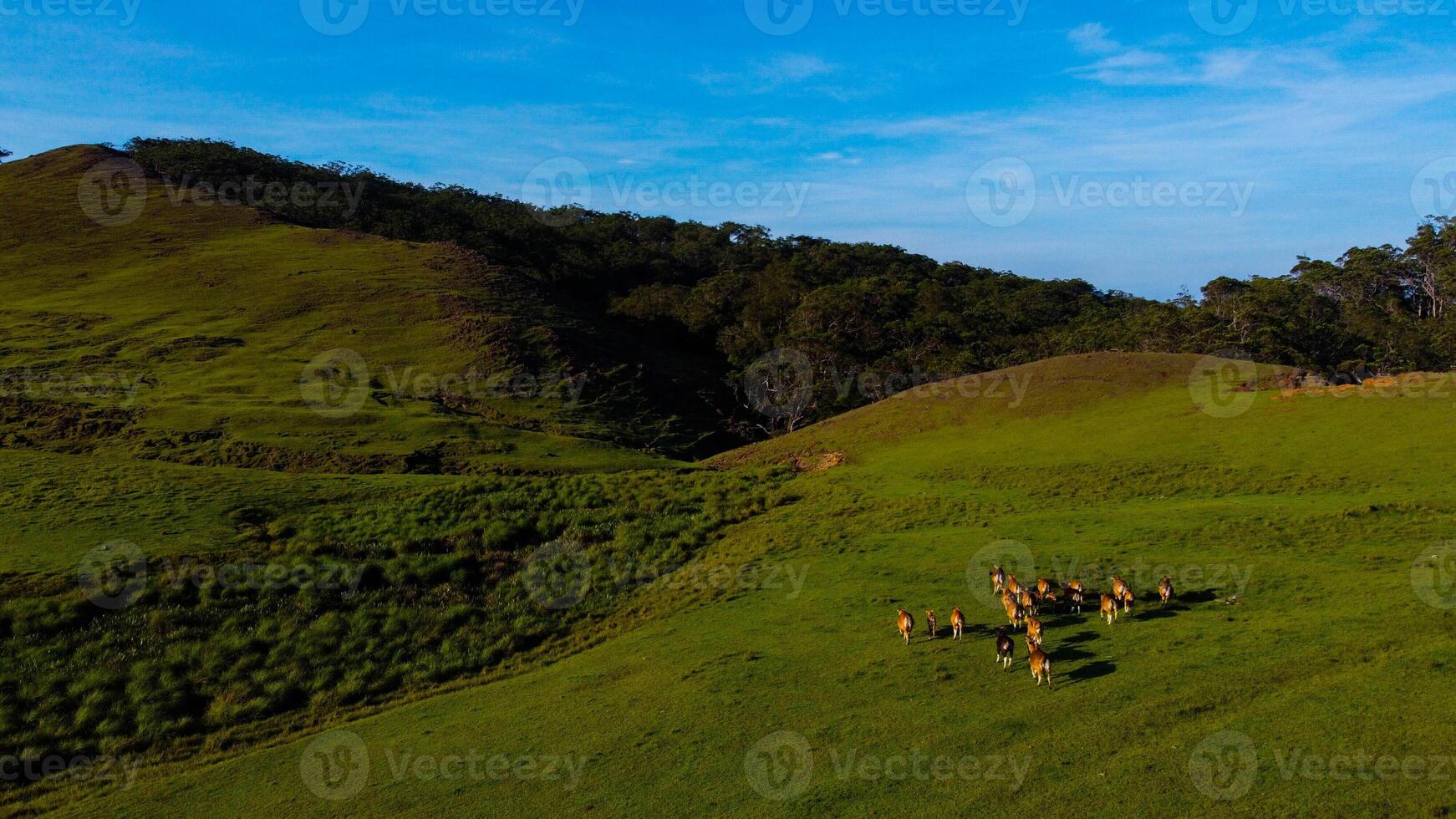 Explore Gunung Mutis, where majestic peaks meet vast savannahs. Marvel at expansive grasslands stretching beneath towering mountains, offering breathtaking views and serene natural beauty photo