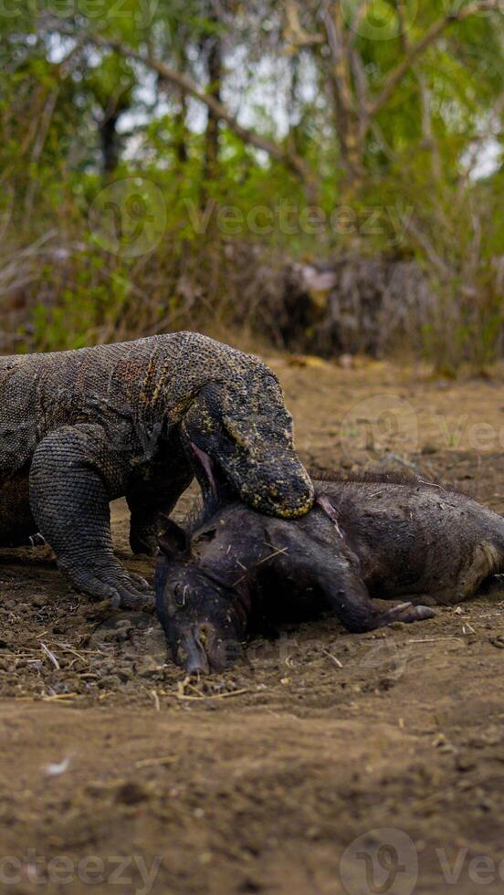 The Komodo dragon eating. Found in the Indonesian islands of Komodo, Rinca, Flores, Gili Motang, and Padar photo