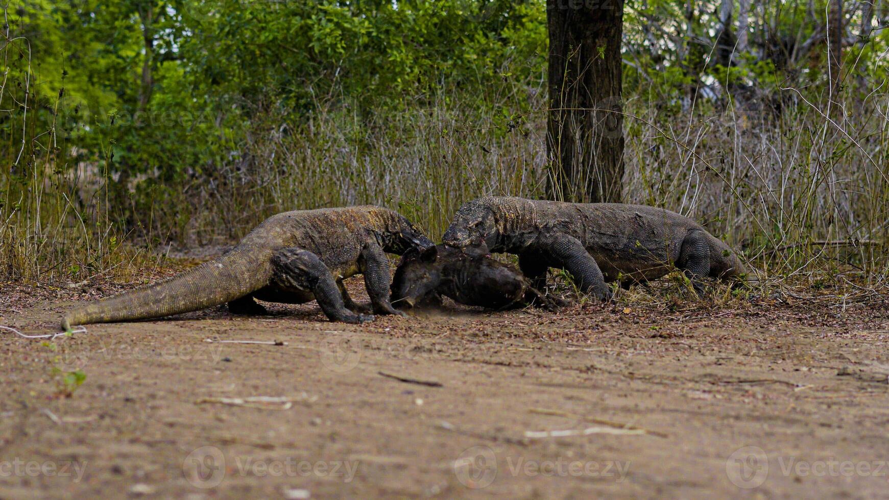 The Komodo dragon eating. Found in the Indonesian islands of Komodo, Rinca, Flores, Gili Motang, and Padar photo