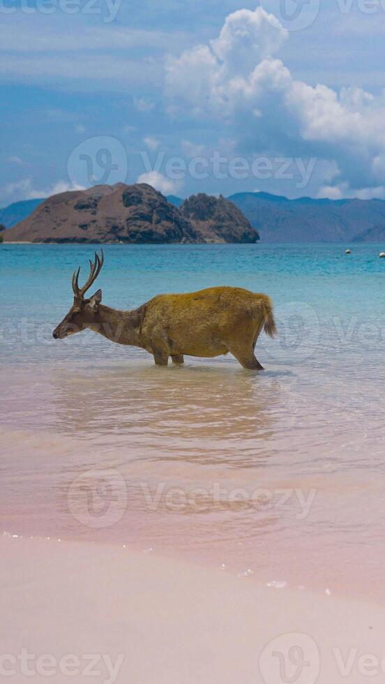 A heard of deer resting on the white sand beach in Komodo National Park, Indonesia. There is a pier going into the sea in the back. Calm animals in natural habitat. photo