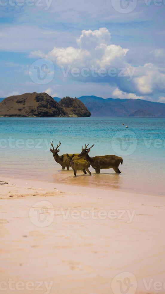 A heard of deer resting on the white sand beach in Komodo National Park, Indonesia. There is a pier going into the sea in the back. Calm animals in natural habitat. photo