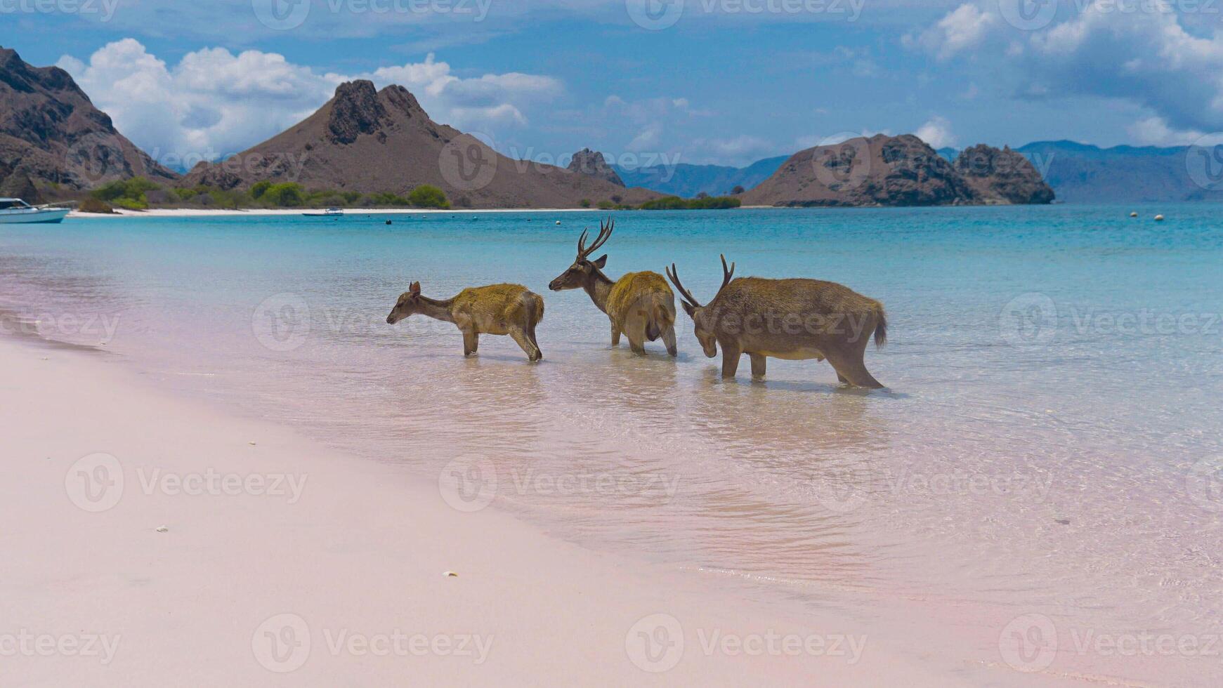 A heard of deer resting on the white sand beach in Komodo National Park, Indonesia. There is a pier going into the sea in the back. Calm animals in natural habitat. photo