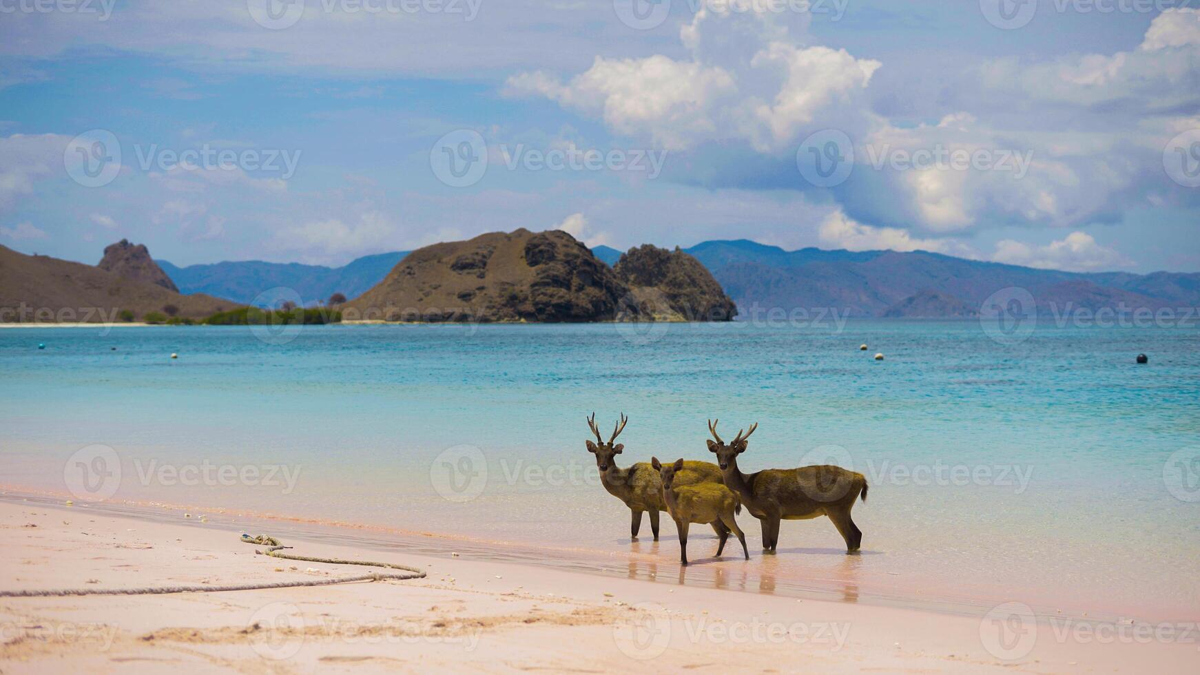 A heard of deer resting on the white sand beach in Komodo National Park, Indonesia. There is a pier going into the sea in the back. Calm animals in natural habitat. photo