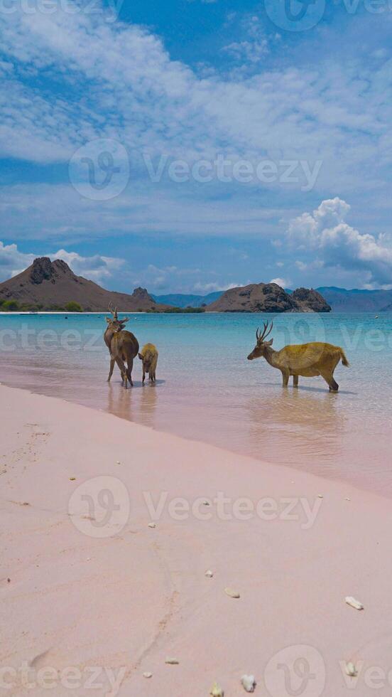 A heard of deer resting on the white sand beach in Komodo National Park, Indonesia. There is a pier going into the sea in the back. Calm animals in natural habitat. photo