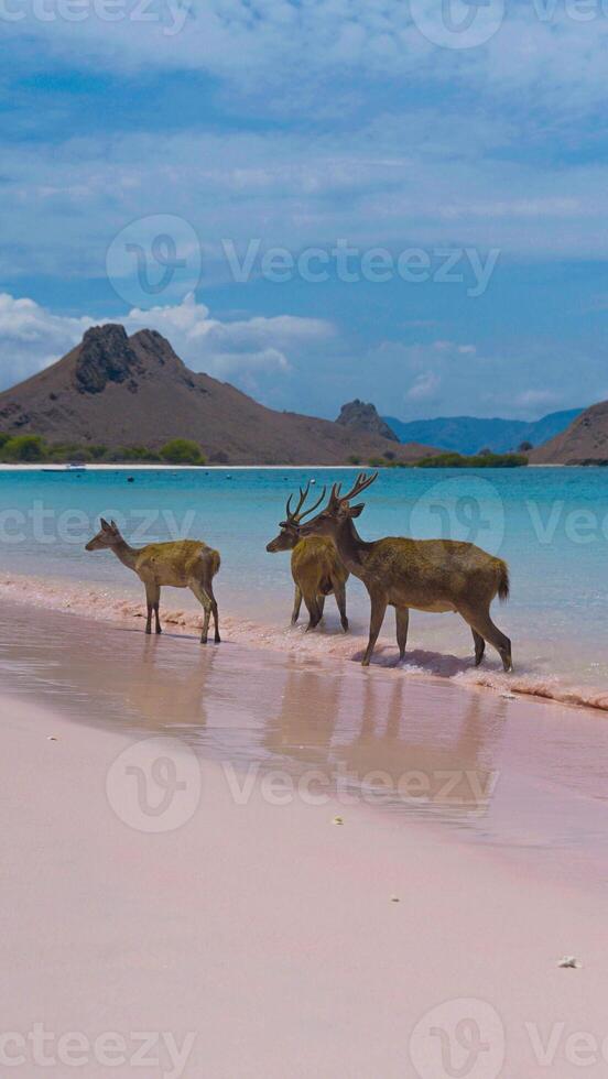 A heard of deer resting on the white sand beach in Komodo National Park, Indonesia. There is a pier going into the sea in the back. Calm animals in natural habitat. photo