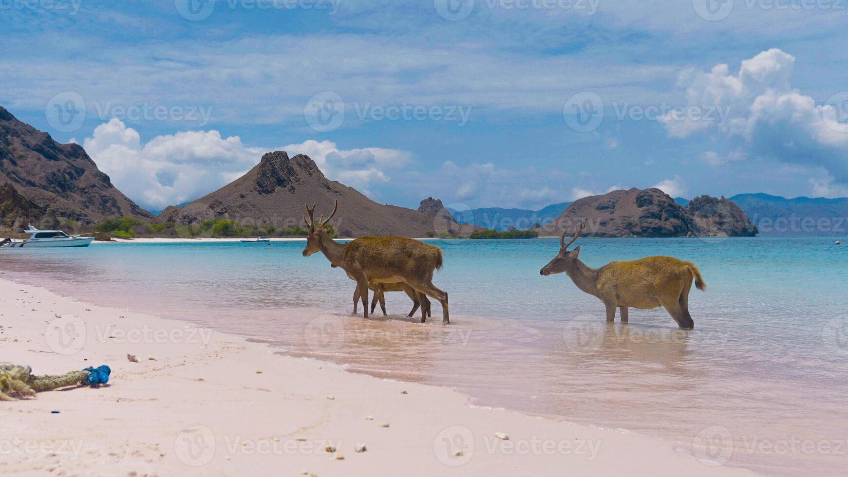 A heard of deer resting on the white sand beach in Komodo National Park, Indonesia. There is a pier going into the sea in the back. Calm animals in natural habitat. photo