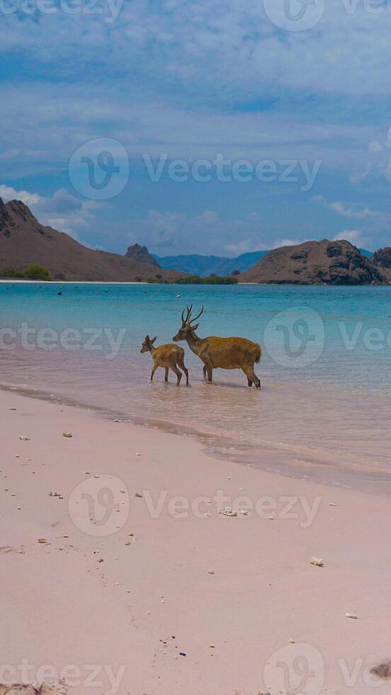 A heard of deer resting on the white sand beach in Komodo National Park, Indonesia. There is a pier going into the sea in the back. Calm animals in natural habitat. photo