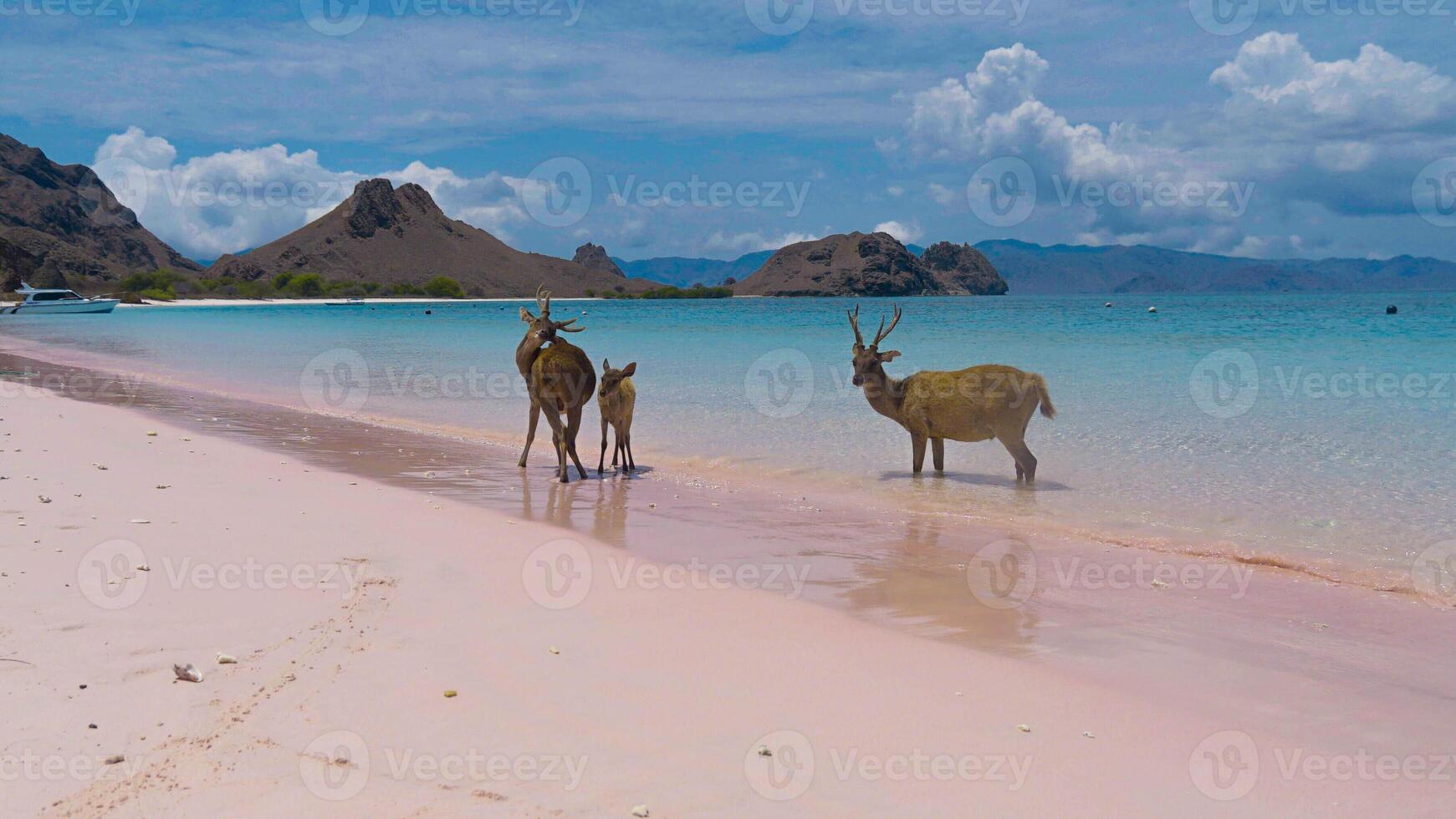 A heard of deer resting on the white sand beach in Komodo National Park, Indonesia. There is a pier going into the sea in the back. Calm animals in natural habitat. photo