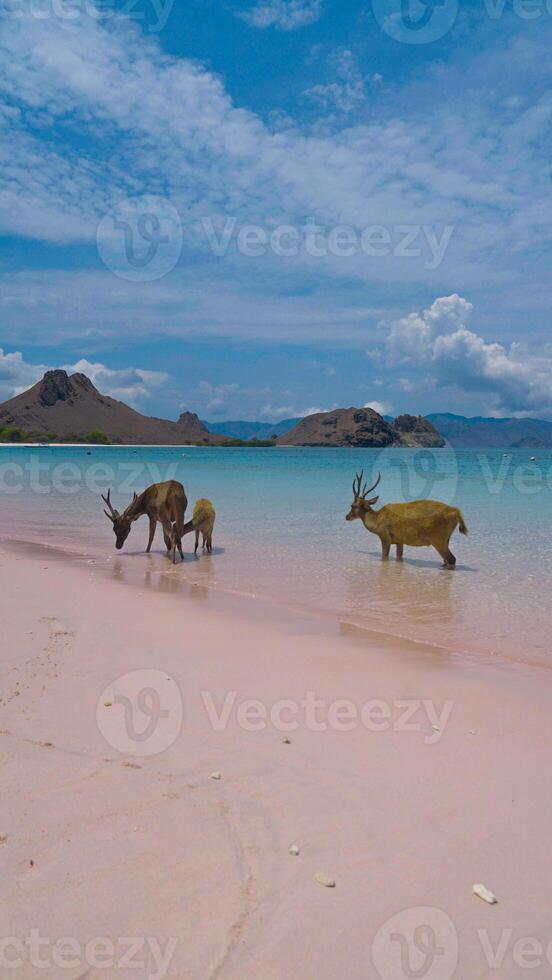 A heard of deer resting on the white sand beach in Komodo National Park, Indonesia. There is a pier going into the sea in the back. Calm animals in natural habitat. photo